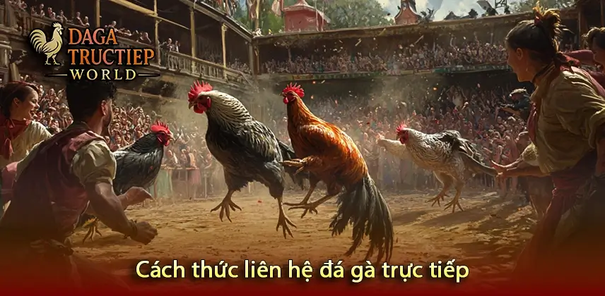 Cách thức liên hệ đá gà trực tiếp
