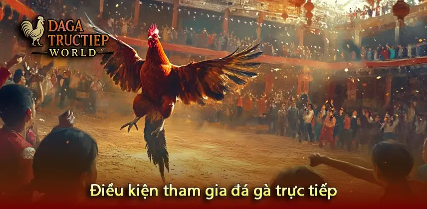 Điều kiện tham gia đá gà trực tiếp
